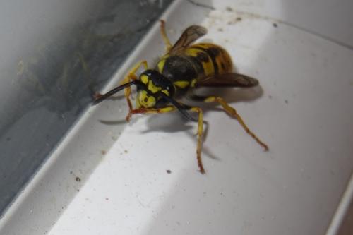 Vespula germanica